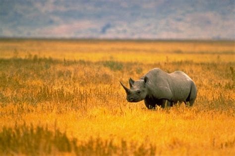 Western Black Rhino Officially Extinct – IUCN | MrKremerScience.com