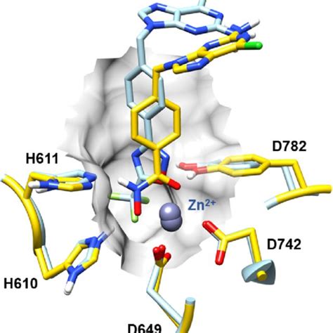 Superimposition Of The Representative Binding Modes Of Compounds 11