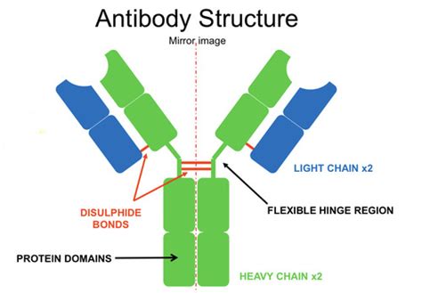 Antibody Structure And Function Flashcards Quizlet