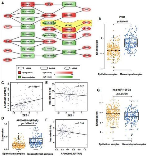 Cerna套路解析：lncrnas Mirna Mrna的爱恨情仇！ 新闻中心舍为斯生物 推动生物医学快速发展