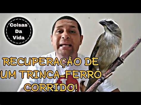 Recupera O De Um Trinca Ferro Corrido Youtube