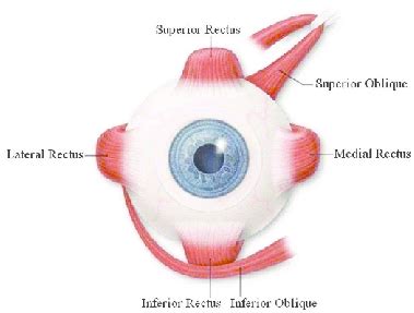 Penetraci N Sofocante Lada Anatomy Of Extraocular Muscles Que Te