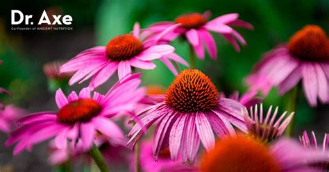 Echinacea Benefits Uses Dosage Side Effects And More Axe 48 Off