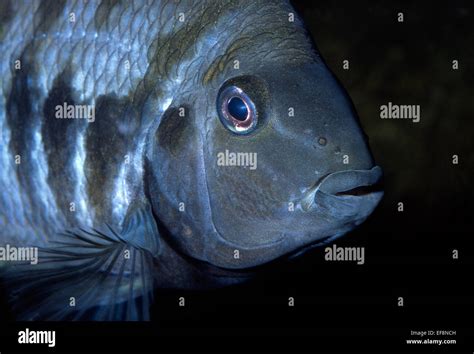 Convict Cichlid Amatitlania Nigrofasciata Cichlasoma Stock Photo