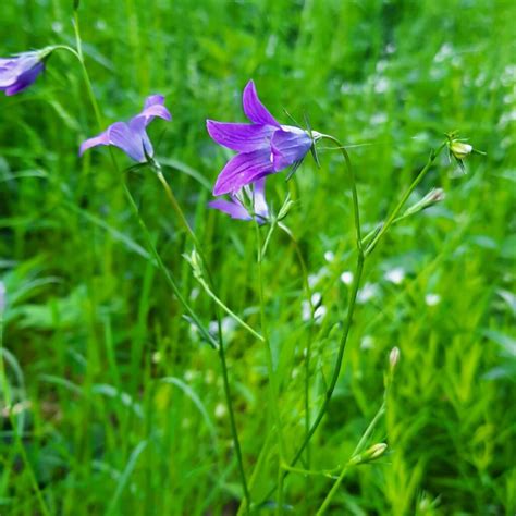 Wiesen Glockenblume Campanula Patula Wildland