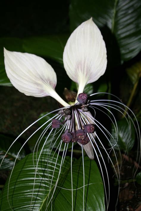 white bat plant | Weird plants, Trees to plant, Bat plant