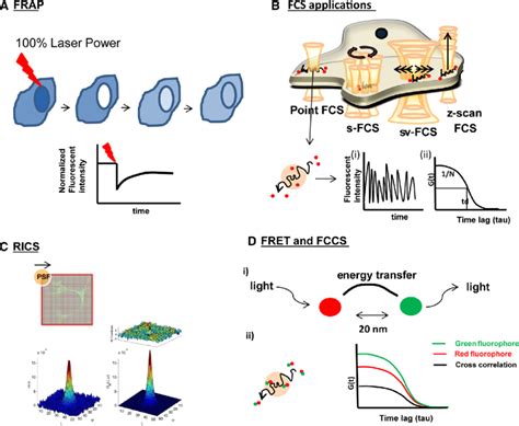 Biophysical Applications A Frap Fluorescence Recovery After