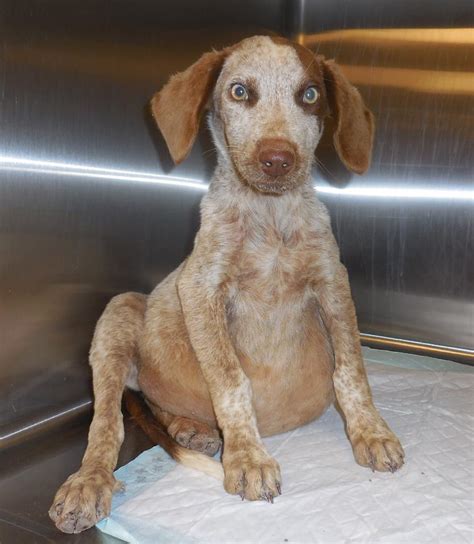 Spencer, Redtick Coonhound Puppy | M.A.I.N. - Medical Animals In Need, Dog Rescue in Phoenix Arizona