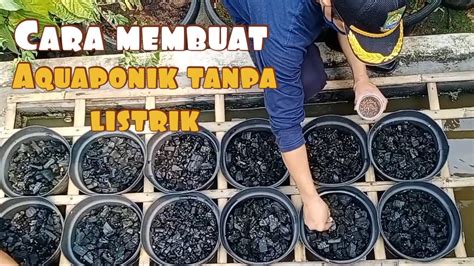 Cara Membuat Aquaponik Tanpa Listrik Tanaman Kangkung YouTube