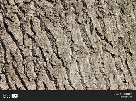 Tree Bark Close . Ash Image & Photo (Free Trial) | Bigstock