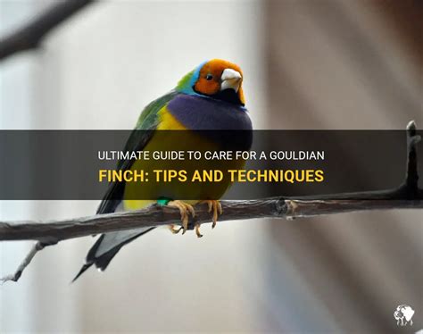 Ultimate Guide To Care For A Gouldian Finch Tips And Techniques Petshun