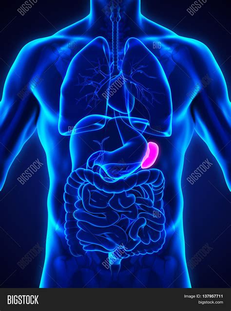 Spleen Anatomy - Accessory Spleen A Report Of Anatomical Cases Russian ...