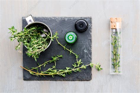 Essential oil of thyme (Thymus vulgaris) - Stock Image - C035/3934 ...