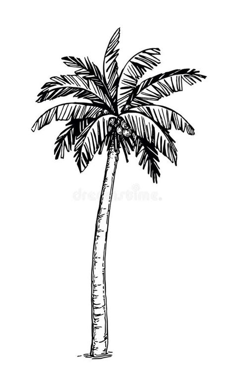 Coconut Palm Tree Drawing