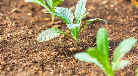 Kale Garden Spacing: How Far Apart Should You Plant Kale?