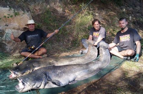 Sommerangeln In Riba Roja De Ebre Mit Extreme Ebrofishing Extreme