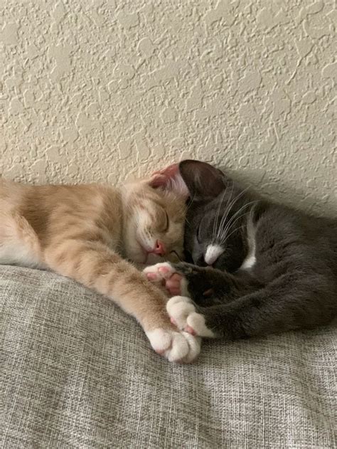 Two Cats Laying On Top Of Each Other