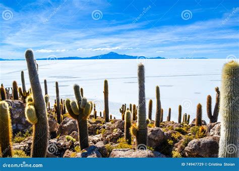 Cactus Plant, Salt Desert, Bolivia Stock Image - Image of cactus ...