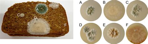 Penicillium Notatum On Bread