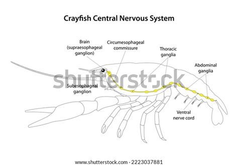 Crayfish Nervous System Diagram Crayfish Anatomy Nervous Sys