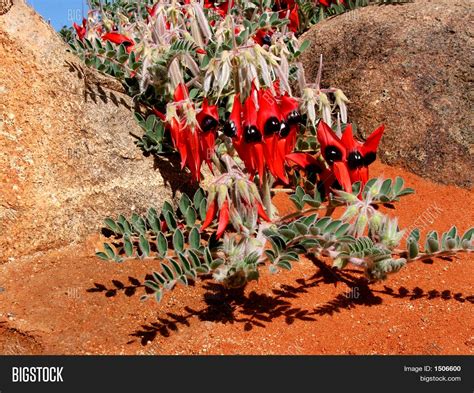 Sturt'S Desert Pea Image & Photo (Free Trial) | Bigstock