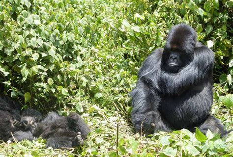 Wenn Gorillas Dichter Zusammenleben Berggorilla Regenwald