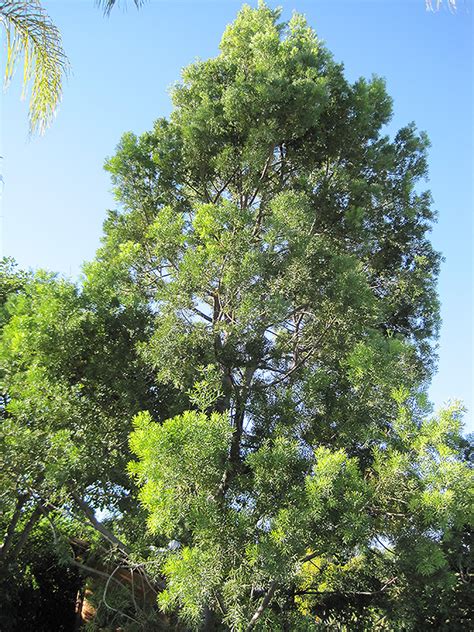 African Fern Pine Afrocarpus Gracilior In Orange County Ca