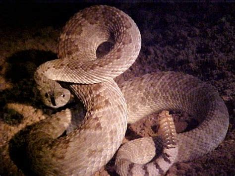 Mohave Rattlesnake (Crotalus scutulatus) | Animal wallpaper, Snake ...