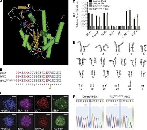 Generation And Characterization Of Human Ak R Q R Q Ipscs A