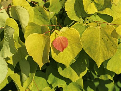 Kanadischer Judasbaum Hearts Of Gold Cercis Canadensis Hearts Of