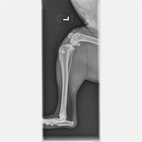 Orthopedic Diagnostics & Surgical Procedures - Skylos Sports Medicine