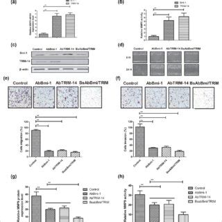 Downregulation Of Bmi 1 And TRIM 14 Expression Level Inhibited Tumor