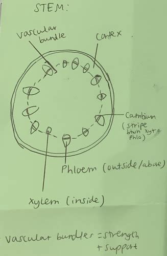 A Level Bio Chpt 9 Transport In Plants Flashcards Quizlet