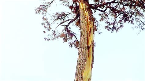 Pine Tree Blasted By Lightning Strike Aftermath YouTube