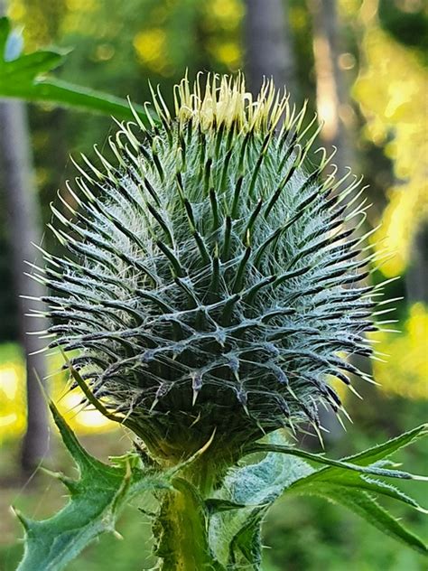 Distel Blume Knospe Kostenloses Foto Auf Pixabay Pixabay