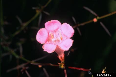 Purple False Foxglove Agalinis Purpurea L Pennell