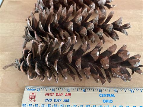 Extra Large Eastern White Pine Cones for Crafting, Lot of 25 Extra ...