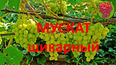 @Виноград Валек Вкусный виноград, шикарный мускат - YouTube