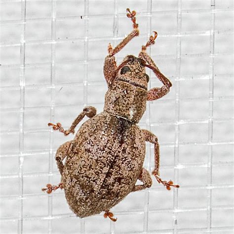 Weevil Sciopithes Obscurus BugGuide Net