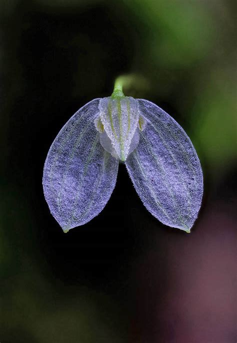 Bulbophyllum Alboaligerum Orchidaceae Image At Phytoimages Siu Edu