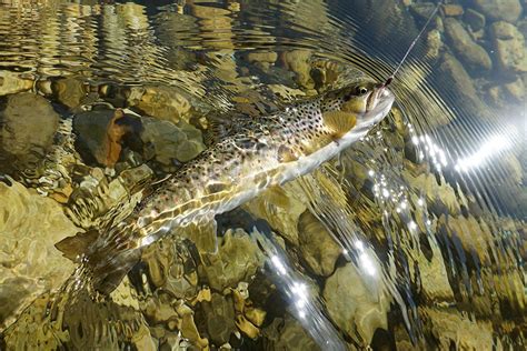 My Best Variants Of Red Tag Nymphs For Trout And Grayling