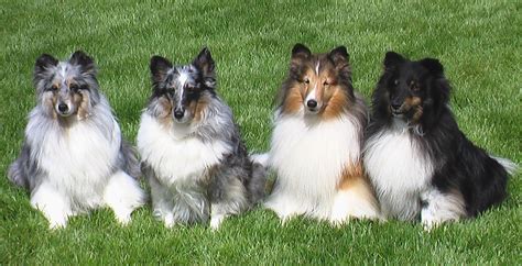 Toy Sheltie Size – Wow Blog