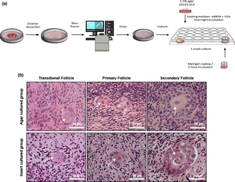 Schematic Design And Histological Sections Of The Cultured Ovarian