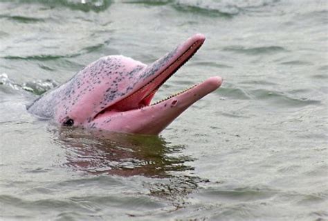 Pink Dolphin Facts For Kids | Pink River Dolphin Facts