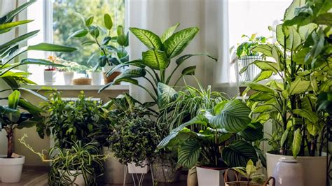 Plantas que atraen mala y no deberías tener en el interior de casa