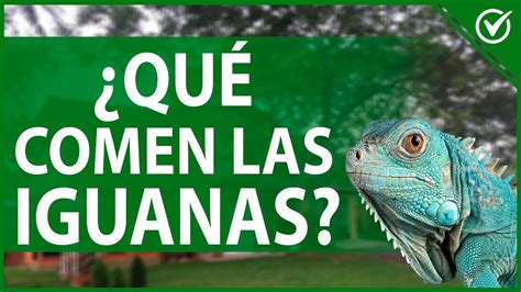 Qu Comen Las Iguanas Alimentos Que S Pueden O No Comer Gu A