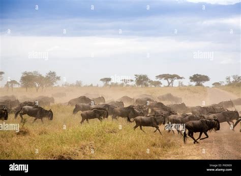 Wildebeast Migration Tanzania Hi Res Stock Photography And Images Alamy