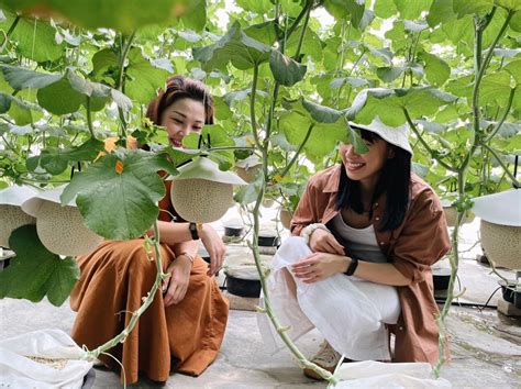Malaysian Farmers Successfully Grew the World's Most Expensive Melon in ...