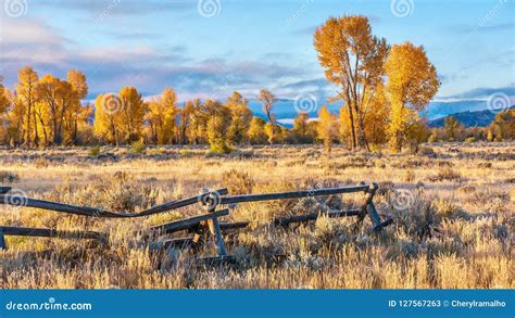 A Beautiful Autumn Morning In Jackson Hole Wyoming With Golden Fall