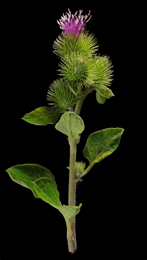 Greater Burdock Arctium Lappa Flora Obscura